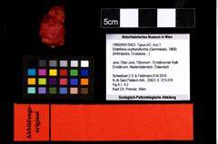 Foto (Objekt + Etikett) von Distefania oxythyreiformis (Gemmelaro, 1869)  (NHMW-GEO-1990-0041-0423)